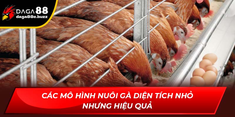 Các mô hình nuôi gà diện tích nhỏ nhưng hiệu quả