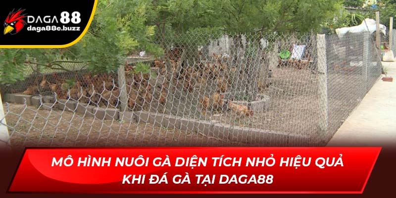 Mô hình nuôi gà diện tích nhỏ