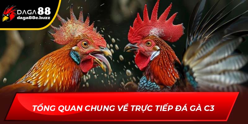 Tổng quan chung về trực tiếp đá gà C3