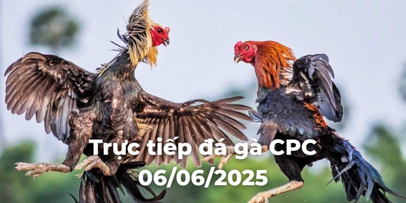 Trực tiếp đá gà CPC 06/06/2025